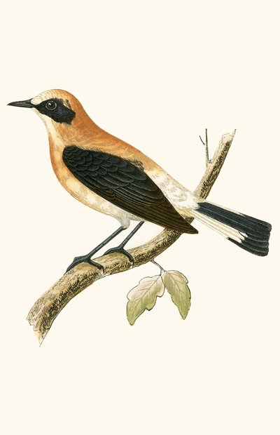 Black Eared Wheatear, ilustracja z „Historii ptaków Europy nieobserwowanej na wyspach brytyjskich” Charlesa Roberta Bree (1811-86), opublikowana w 1867 (kolor litho) autorstwa English School