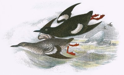 Czarny Guillemot autorstwa English School
