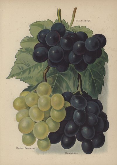 Black Hamburgh, Buckland Sweetwater, Czarne Alicante autorstwa English School