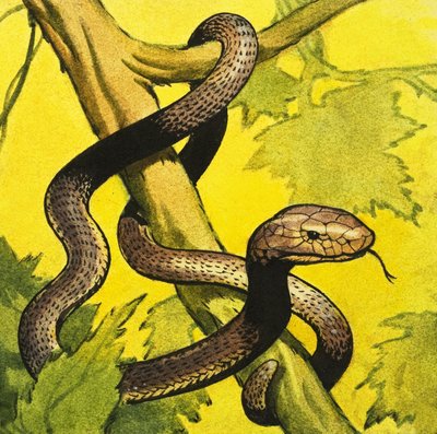 Czarna Mamba autorstwa English School