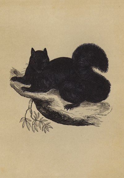 Czarna wiewiórka (kolorowa litografia) autorstwa English School