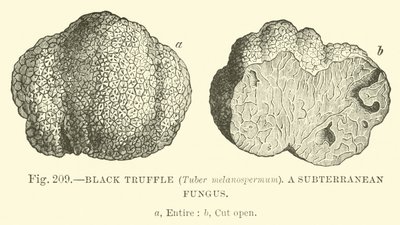 Trufla czarna (Tuber melanospermum); Podziemny grzyb autorstwa English School