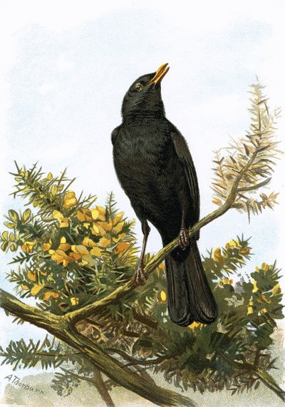 Blackbird autorstwa English School