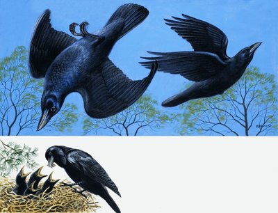 Kosy autorstwa English School