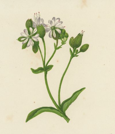 Bladder Campion lub Catchfly, Silene Inflata (kolor lito) autorstwa English School