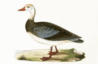Niebieskoskrzydlata gęś, ilustracja z „Historii ptaków Europy nieobserwowanej na wyspach brytyjskich” Charlesa Roberta Bree (1811-1886), opublikowana w 1867 r. autorstwa English School