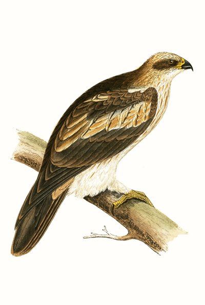 Orzeł w butach, ilustracja z „Historii ptaków Europy nieobserwowanej na wyspach brytyjskich” Charlesa Roberta Bree (1811-86), opublikowana w 1867 r. autorstwa English School