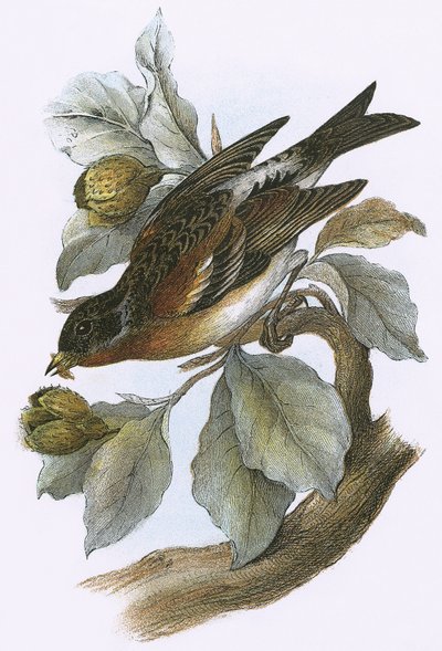 Brambling autorstwa English School