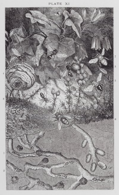 Brytyjskie owady: Mrówki, osy i pszczoły samotnice (rycina) autorstwa English School
