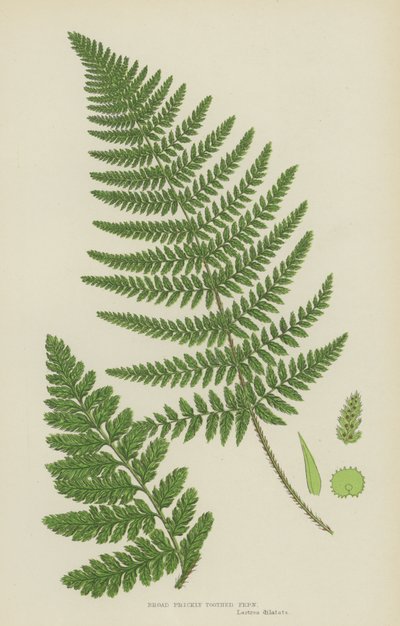 Paproć kolczasta szerokolistna (kolorowa litografia) autorstwa English School