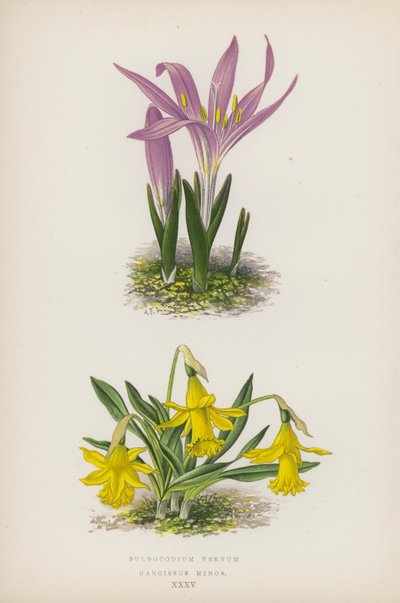 Bulbocodium Vernum; Narcissus Minor (litografia barwna) autorstwa English School