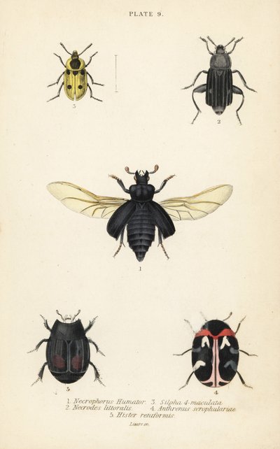 Chrząszcz grzebiący, Nicrophorus humator 1, padlinożerca, Necrodes littoralis 2, Dendroxena quadrimaculata 3, chrząszcz dywanowy, Anthrenus scrophulariae 4 i Hister quadrimaculatus var autorstwa English School