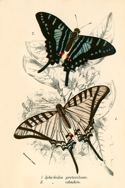 Motyle autorstwa English School