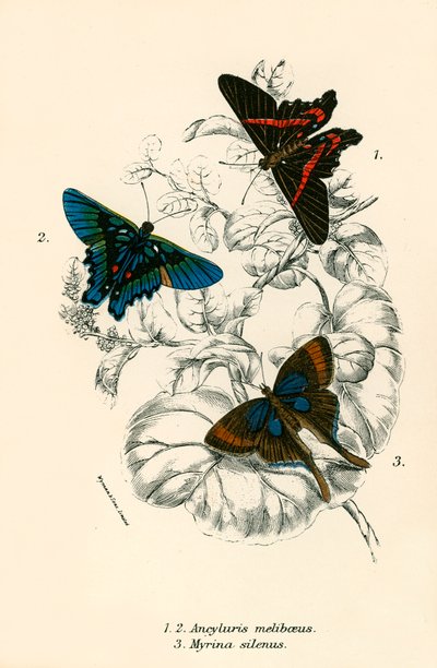 Motyle autorstwa English School