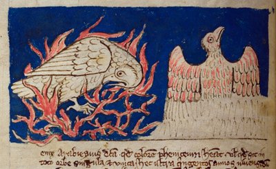 CCA-LitMs/D/10 os. 17v Pheonix, z Bestiariusza autorstwa English School