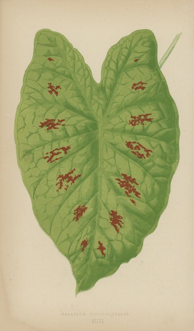 Caladium Verschaffelti autorstwa English School