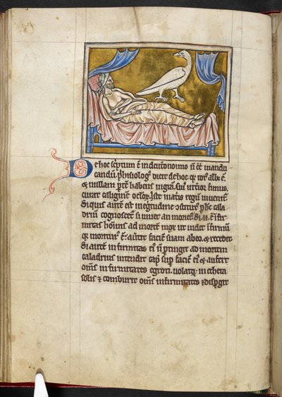 Ptak Caladrius - Bestiariusz, Royal MS 12 C XIX, f.47v autorstwa English School