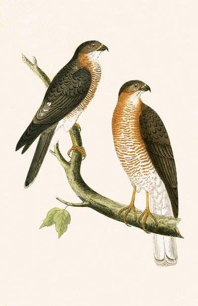 Kalkuta Sparrow Hawk, ilustracja z „Historii ptaków Europy nieobserwowanych na wyspach brytyjskich” Charlesa Roberta Bree (1811-86), opublikowana w 1867 r. autorstwa English School