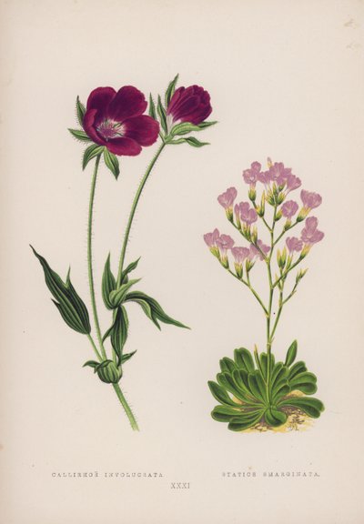 Callirhoe Involucrata; Statice Emarginata (kolor lito) autorstwa English School