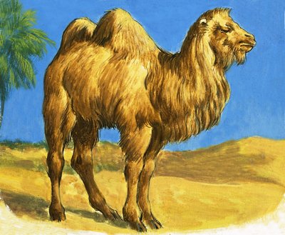 Camelpoli autorstwa English School