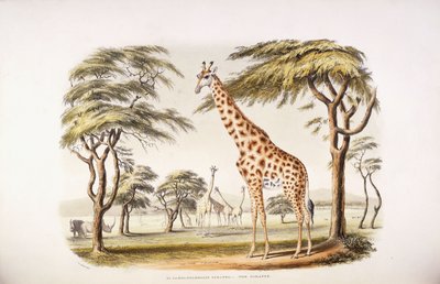Żyrafa Camelopardalis autorstwa English School