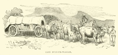 Cape Bullock-wagon autorstwa English School