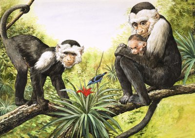 Małpki kapucynki, ilustracja z "Nature