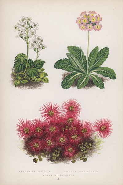 Cardamine Trifolia; Primula Denticulata; Acaena Microphylla (kolor lito) autorstwa English School