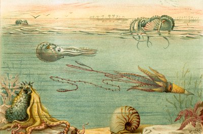 Cephalopoda autorstwa English School