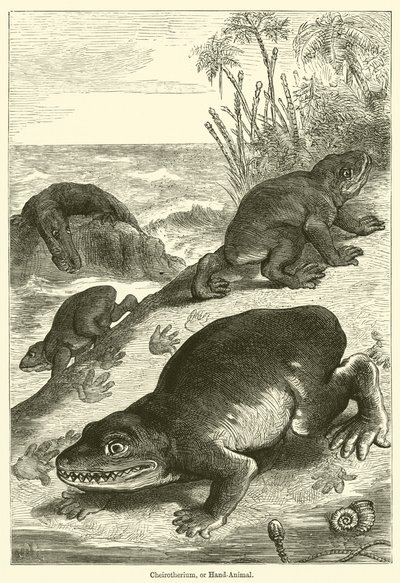 Cheiroterium lub Hand-Animal (grawerowanie) autorstwa English School