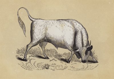 Chillingham Wild Bull (kolor lito) autorstwa English School