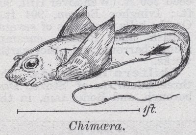 Chimera (członkowie) autorstwa English School