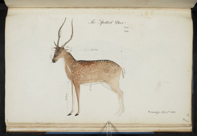 Chital. „Oś Cervus”. Oryginalne napisy: „Jeleń cętkowany Puszka: San: Seemogga 4 lipca 1805” [z pokazanymi wymiarami]  Akwarela.  1799-1819 autorstwa English School