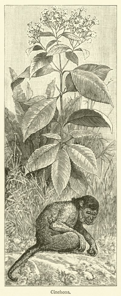 Cinchona (grawerunek) autorstwa English School