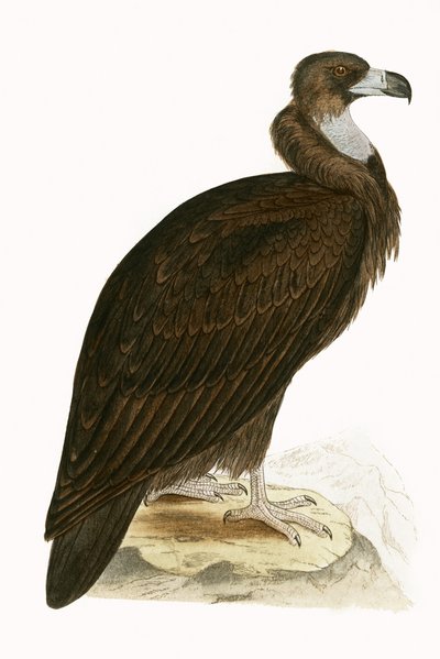 Cinereous Vulture, ilustracja z „Historii ptaków Europy nieobserwowanych na wyspach brytyjskich” Charlesa Roberta Bree (1811-86), opublikowana w 1867 (kolor lito) autorstwa English School