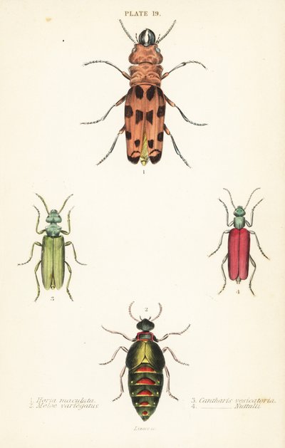 Cissites maculata 1, chrząszcz plamisty, Meloe variegatus 2, mucha hiszpańska, Lytta vesicatoria 3 i chrząszcz pęcherzykowaty, Lytta nuttalli 4 autorstwa English School