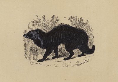 Cyweta (kolorowa litografia) autorstwa English School