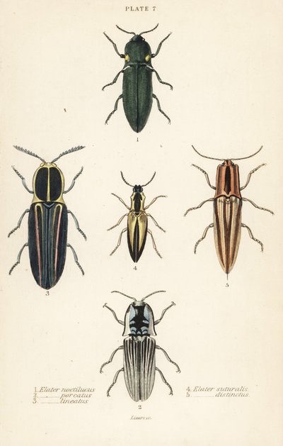 Klikak: elastyczny reflektor, Pyrophorus nightlucus 1, Chalcolepidius porcatus 2, chrząszcz liniowany, Agriotes lineatus 3, Elater suturalis 4 i Semiotus differus 5 autorstwa English School