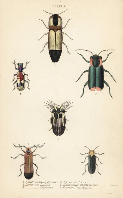 Chrząszcze: Melanoxanthus melanocephalus 1, Lucola italica 2, Lampyris latreillii 3, Lycus festivus 4, chrząszcz kłosówka, Clanoptilus marginellus 5, Priocera variegatus 6 autorstwa English School