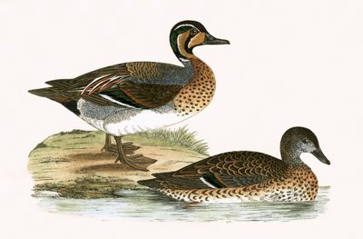 Clucking Teal, ilustracja z „Historii ptaków Europy nieobserwowanych na wyspach brytyjskich” Charlesa Roberta Bree (1811-1886), opublikowana w 1867 r. autorstwa English School