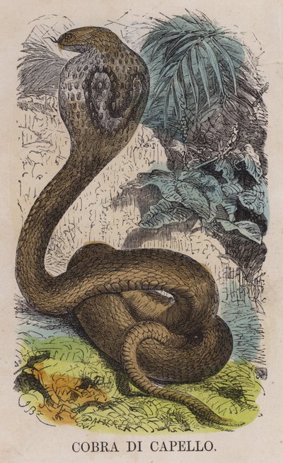 Cobra Di Capello (kolorowy grawerunek) autorstwa English School