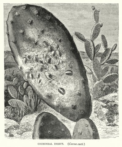 Owad koszenila, kaktusy Coccus (grawerowanie) autorstwa English School