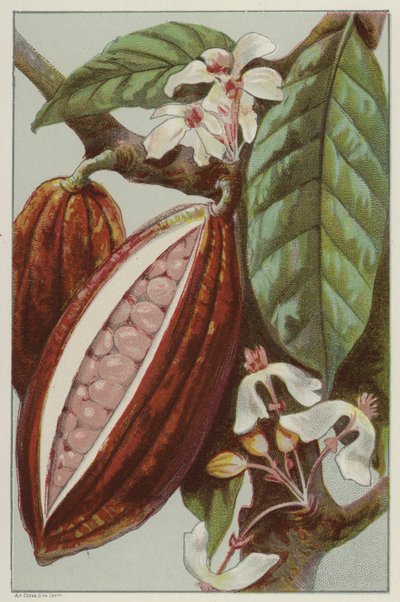 Kwiaty i strąki kakaowe, widoczne wewnątrz strąka (chromolitho) autorstwa English School