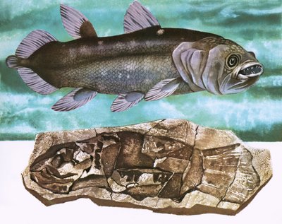 Coelacanth i jego skamielina autorstwa English School
