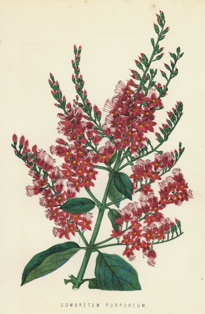 Combretum Purpureum autorstwa English School