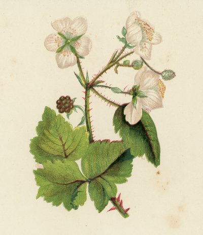 Jeżyna pospolita, Rubus Fruticosus (kolorowa litografia) autorstwa English School