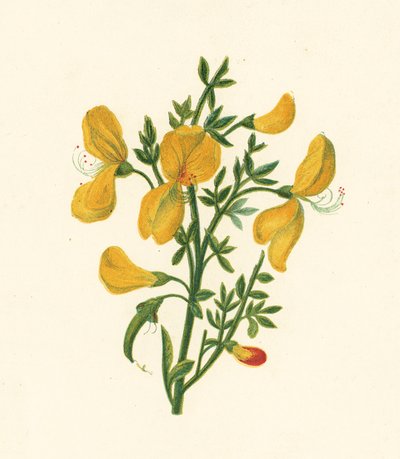 Miotła zwyczajna, Cytisus Scoparius (kolor lito) autorstwa English School