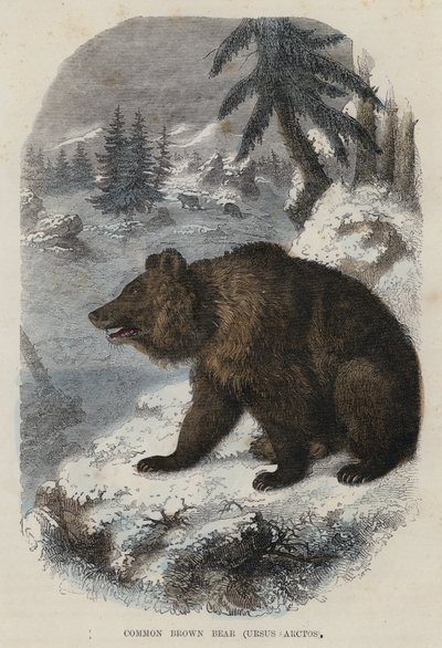 Niedźwiedź brunatny, Ursus Arctos (kolorowy grawerunek) autorstwa English School
