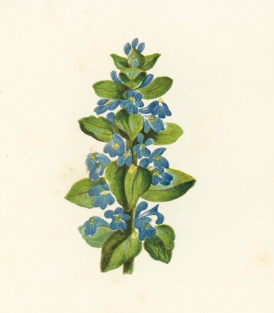 Pluskwa zwyczajna, Ajuga Reptans (litografia kolorowa) autorstwa English School