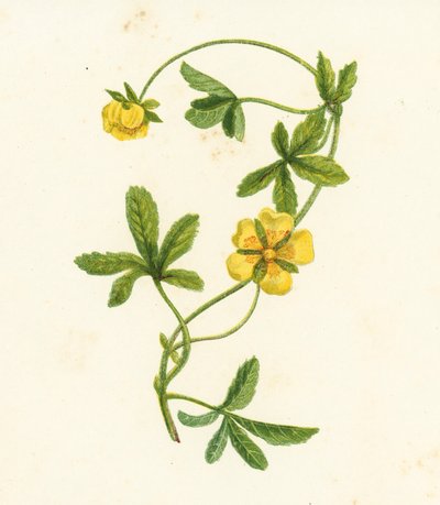 Pięciornik rozłogowy, Potentilla Reptans (kolorowa litografia) autorstwa English School